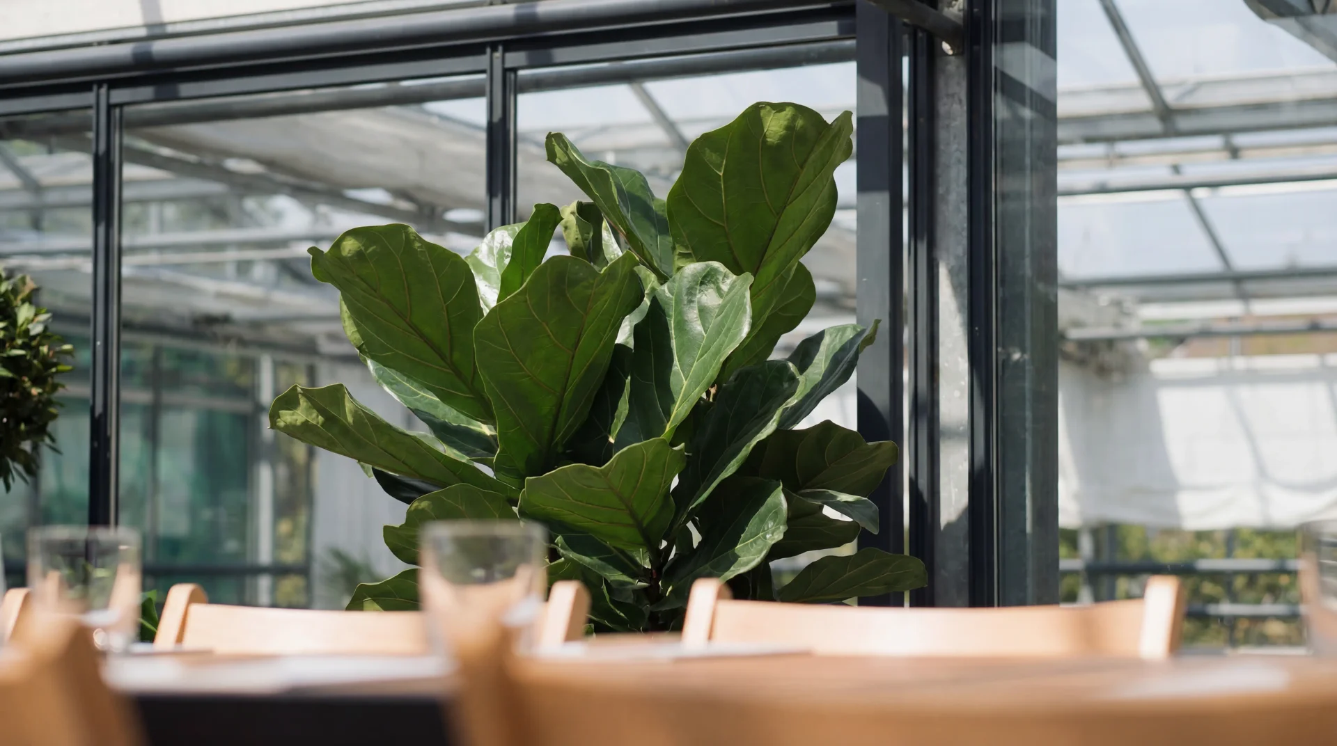 Ficus und Pflanzen im Gewächshaus der Gärtnerei Volk