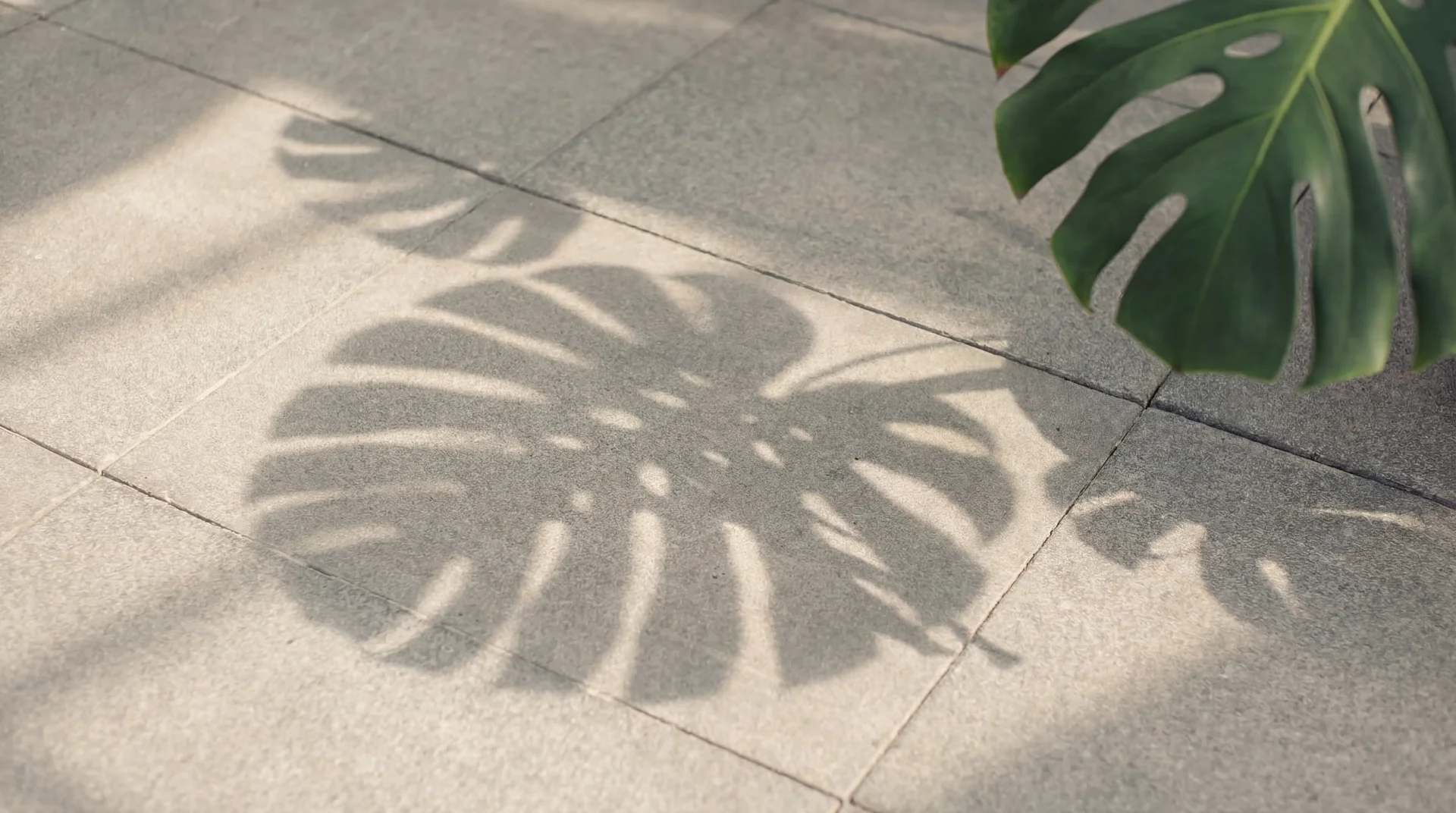 Schatten eines Monstera-Blatts auf dem Steinboden im Schattenhaus