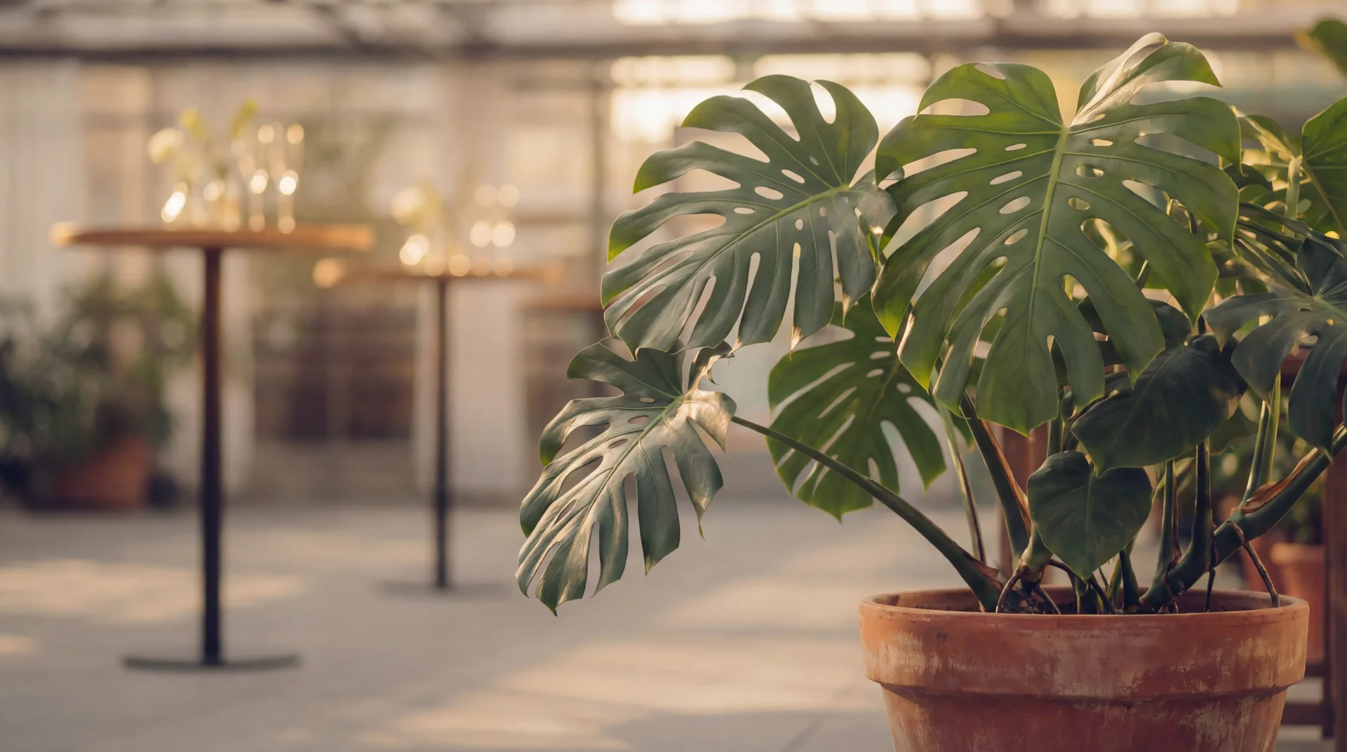Monstera und Pflanzen im Gewächshaus der Gärtnerei Volk
